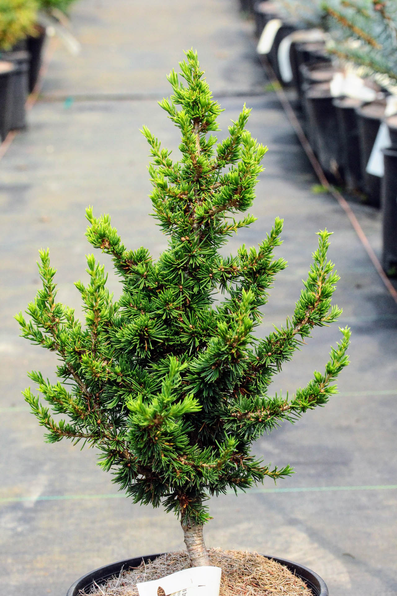 Cedrus brevifolia 'Kenwith' Cyprian Cedar | Conifer Kingdom