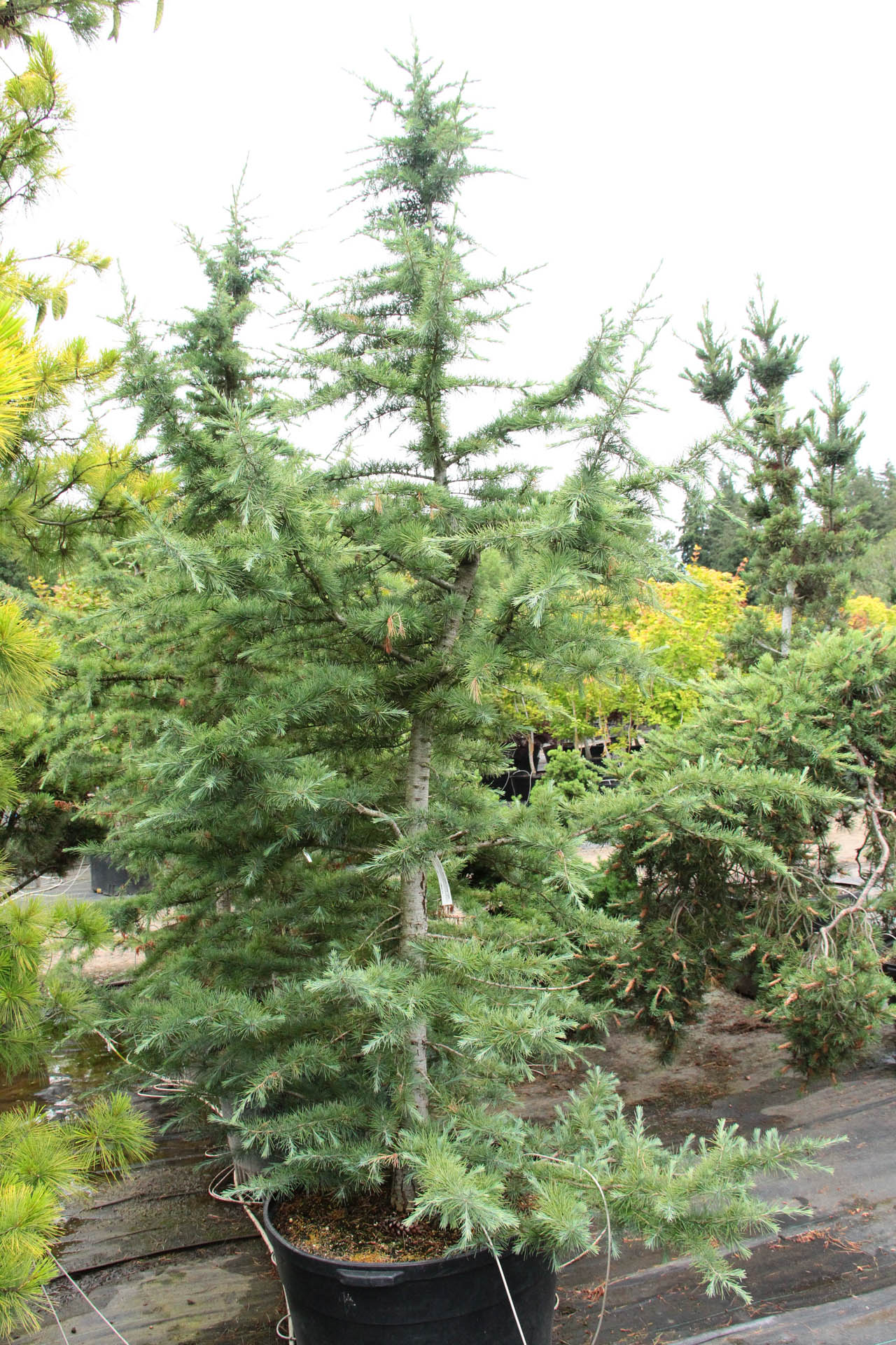 Cedrus deodara 'Bush's Electra' ('Electra Blue') Himalayan Cedar ...