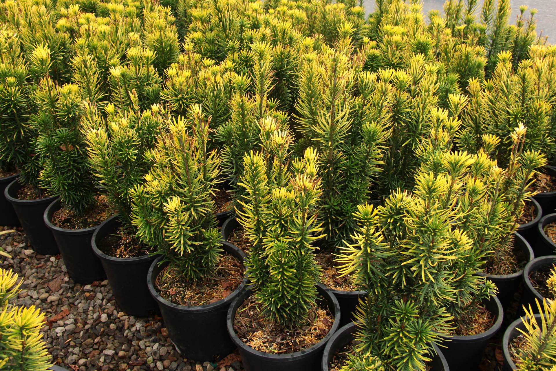 Cephalotaxus harringtonia ‘Korean Gold’ Plum Yew | Conifer Kingdom