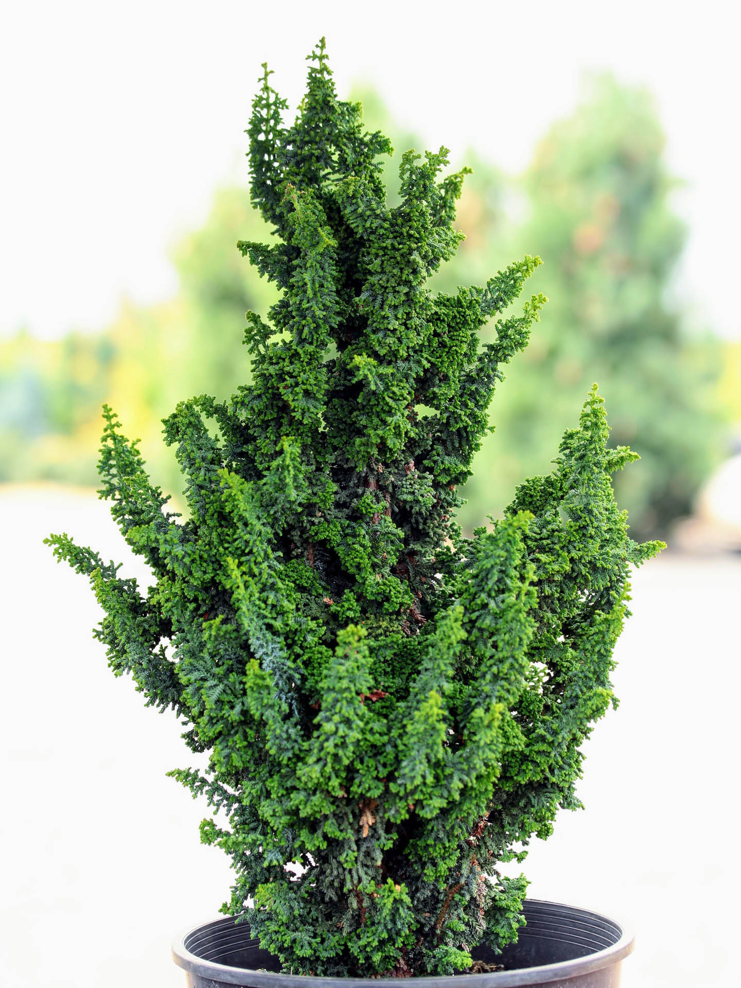 Chamaecyparis obtusa Chirimen Hinoki Cypress | Conifer Kingdom