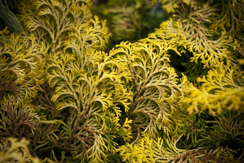 Shop For Chamaecyparis Obtusa 'confucius' Hinoki Cypress