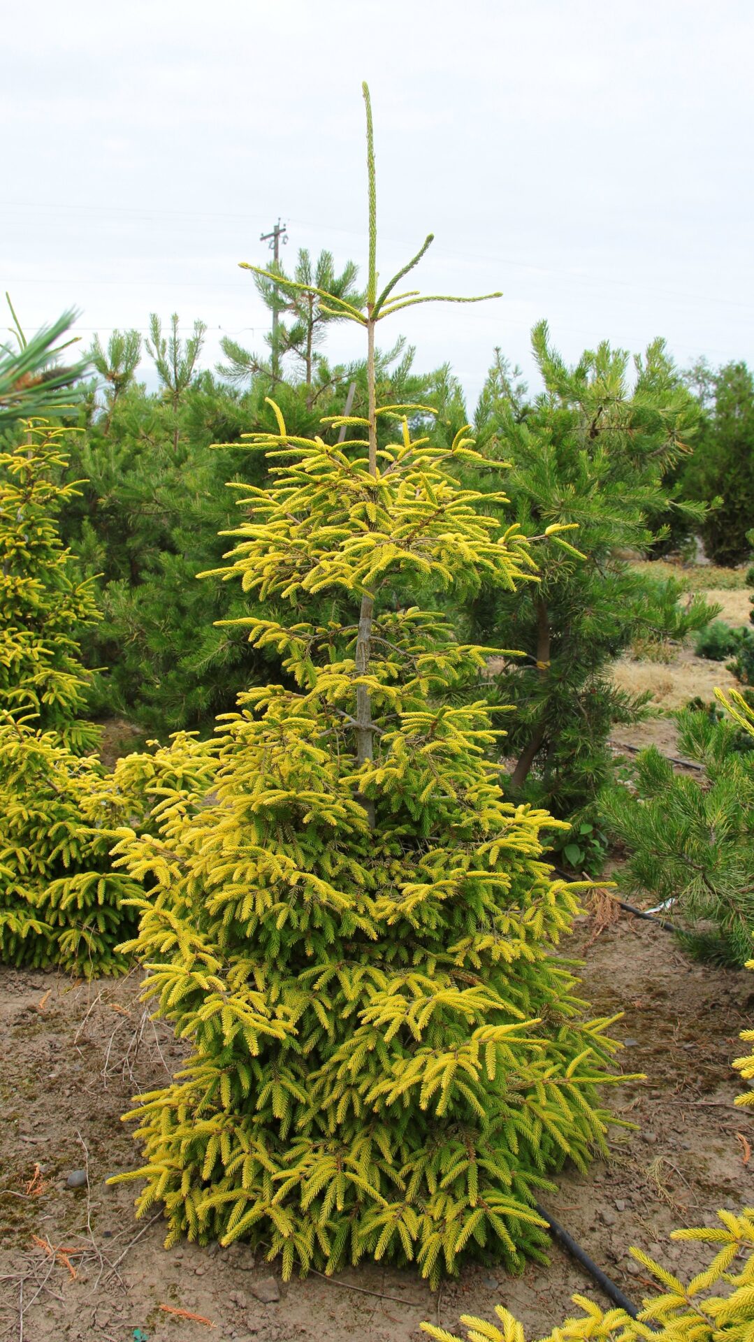 Picea orientalis Skylands Oriental Spruce | Conifer Kingdom