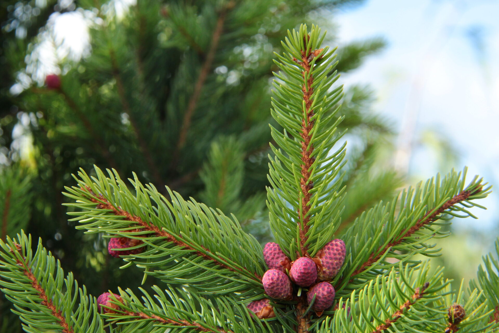 Buy Picea Abies Cupressina Norway Spruce | Conifer Kingdom