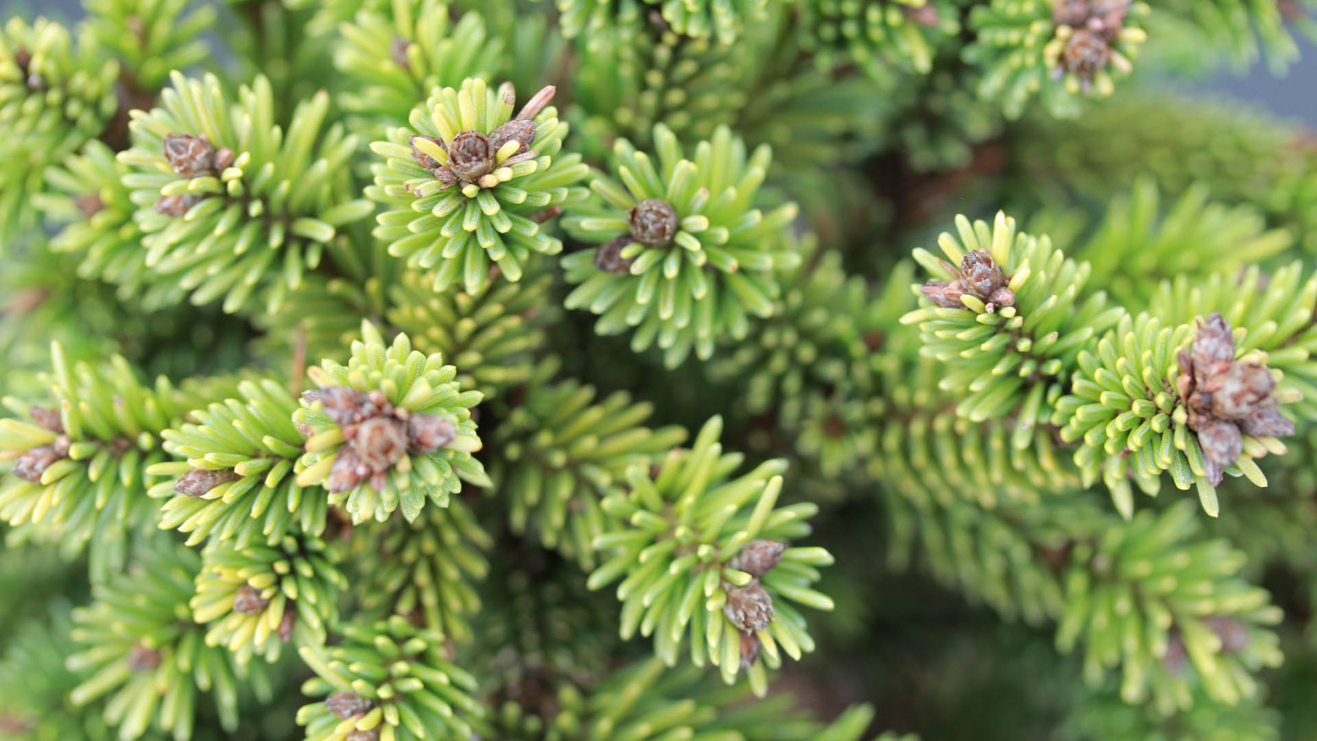 Picea abies 'Red Devil' Norway Spruce | Conifer Kingdom