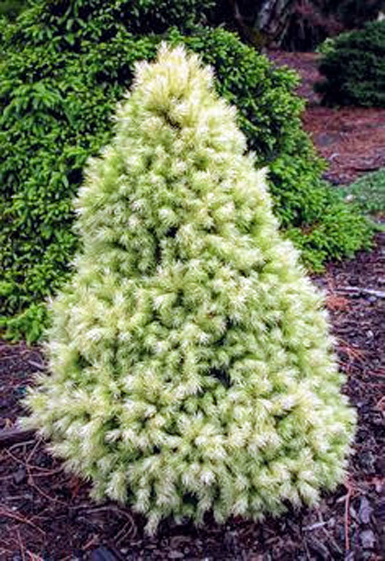 Picea glauca 'Daisy White' Alberta Spruce Conifer Kingdom