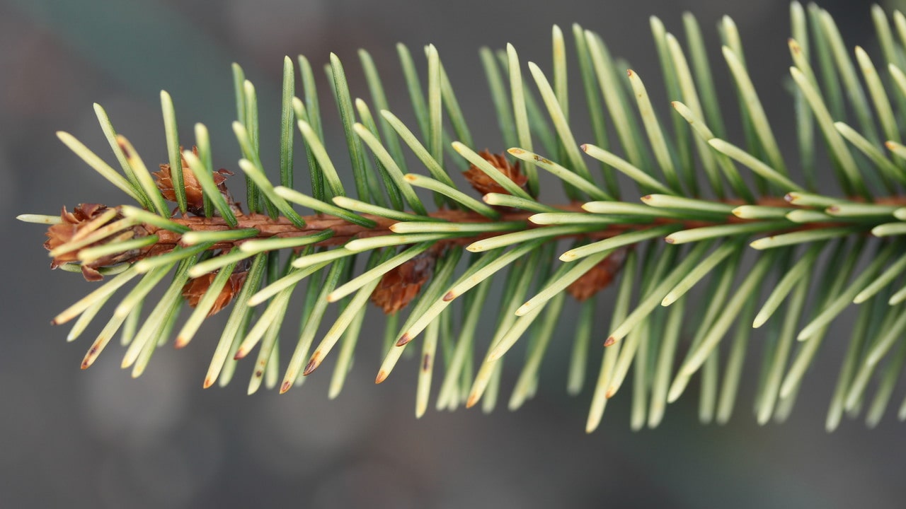 Picea abies 'Finedonensis' Norway Spruce | Conifer Kingdom