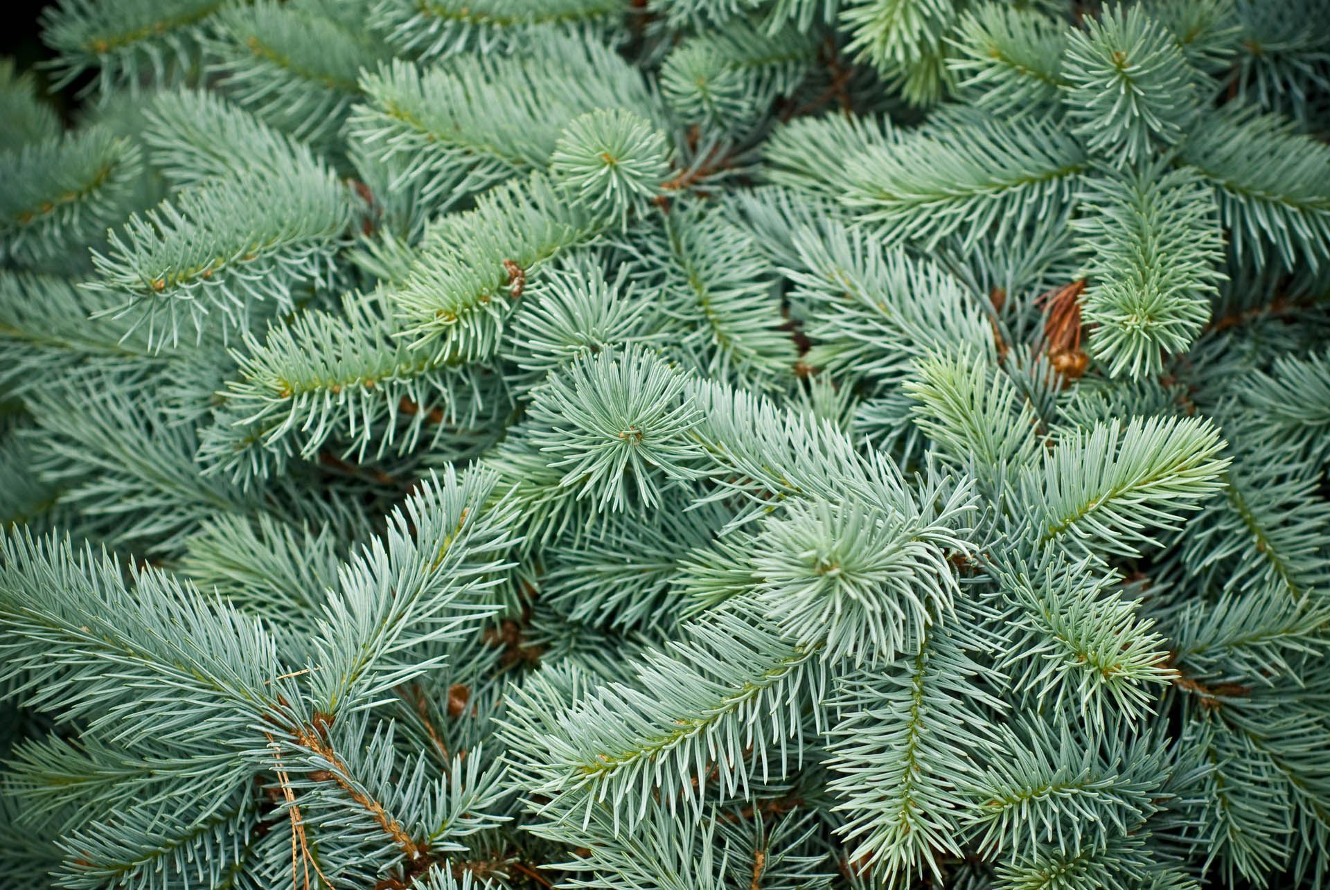 Picea Pungens 'Glauca Procumbens' Colorado Spruce | Conifer Kingdom