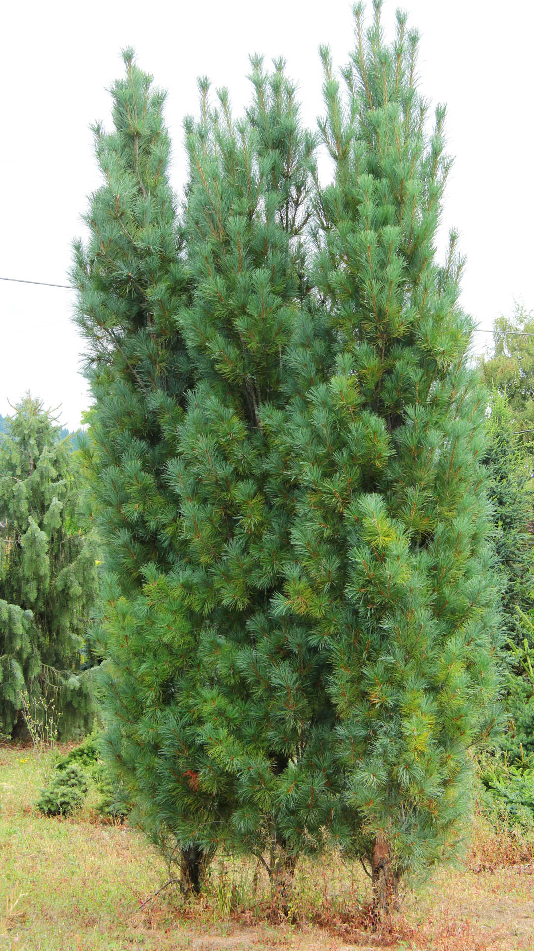 Pinus strobus 'Stowe Pillar' Eastern White Pine | Conifer Kingdom