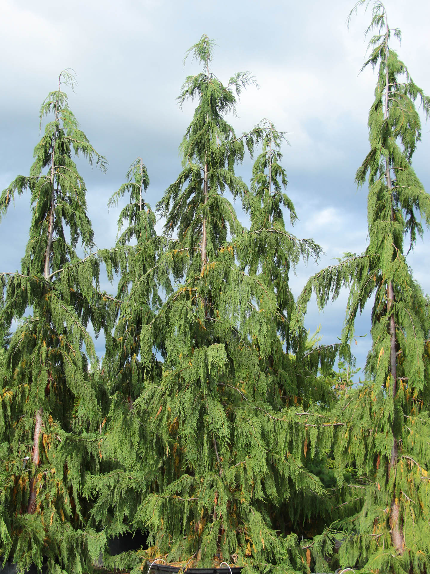 Cupressus Nootkatensis 'Glauca Pendula' Alaskan Cedar | Conifer Kingdom