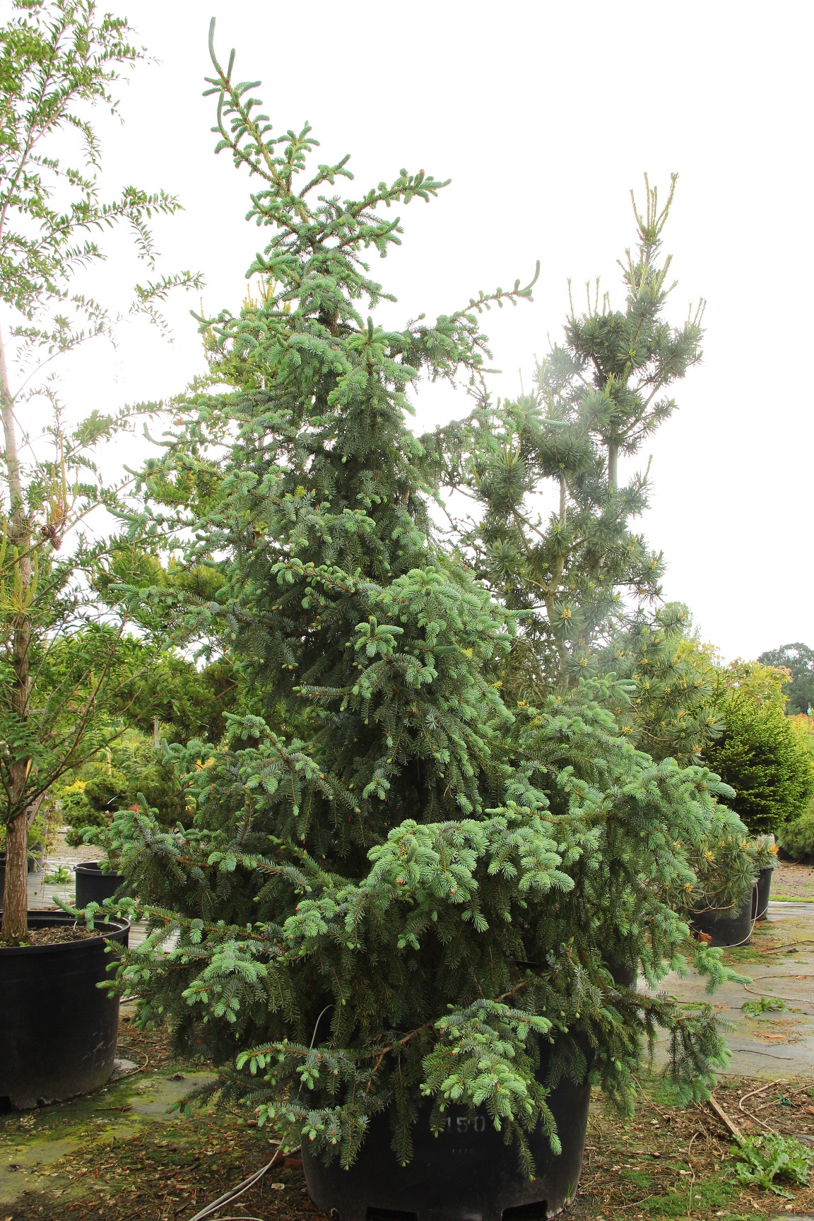 Picea omorika ‘Blue Sky’ Serbian Spruce | Conifer Kingdom