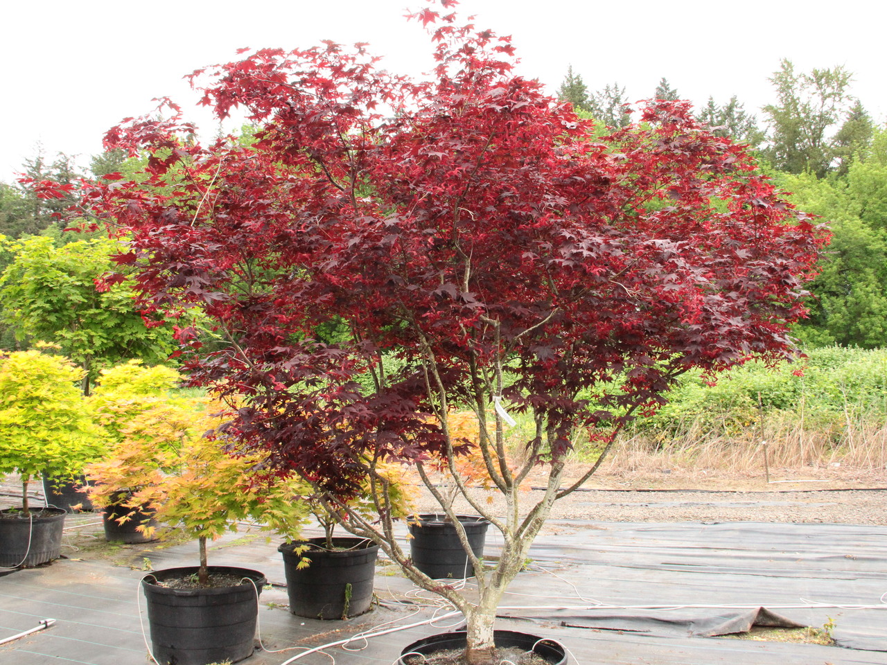 Right Conditions To Thrive Japanese Maples In South