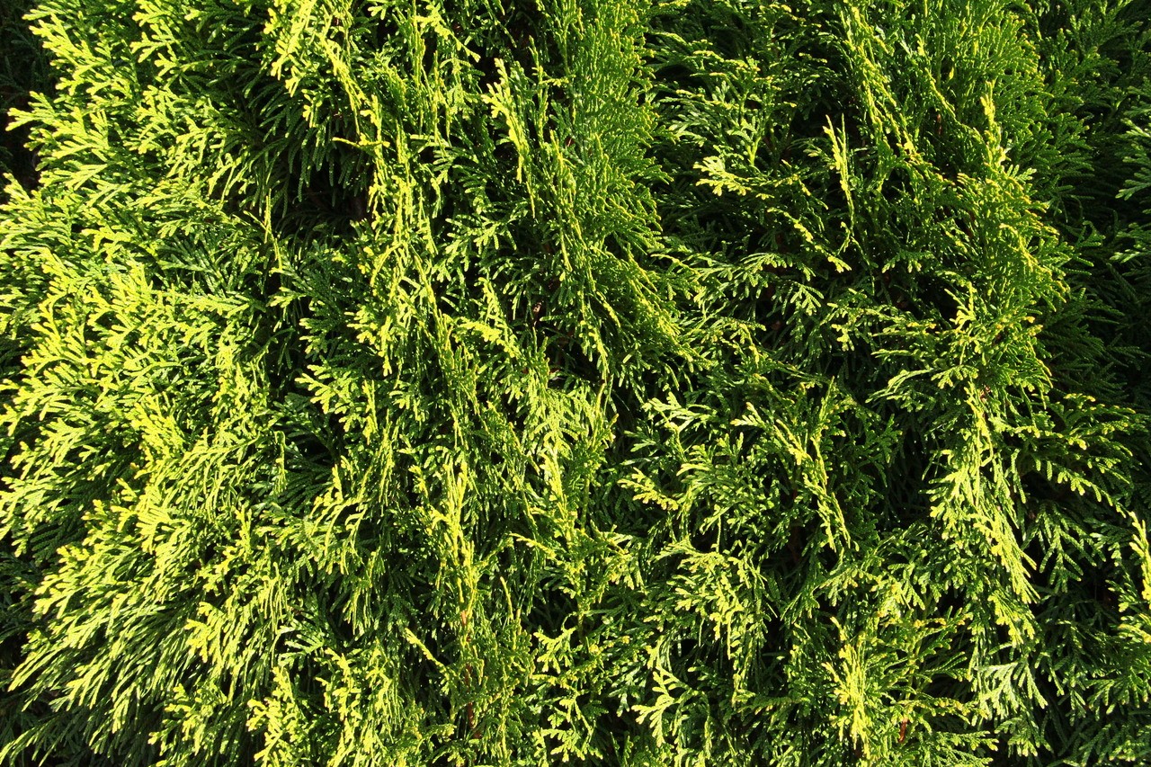 Buy Thuja occidentalis 'Smaragd' Emerald Green Arborvitae InstantHedge ...