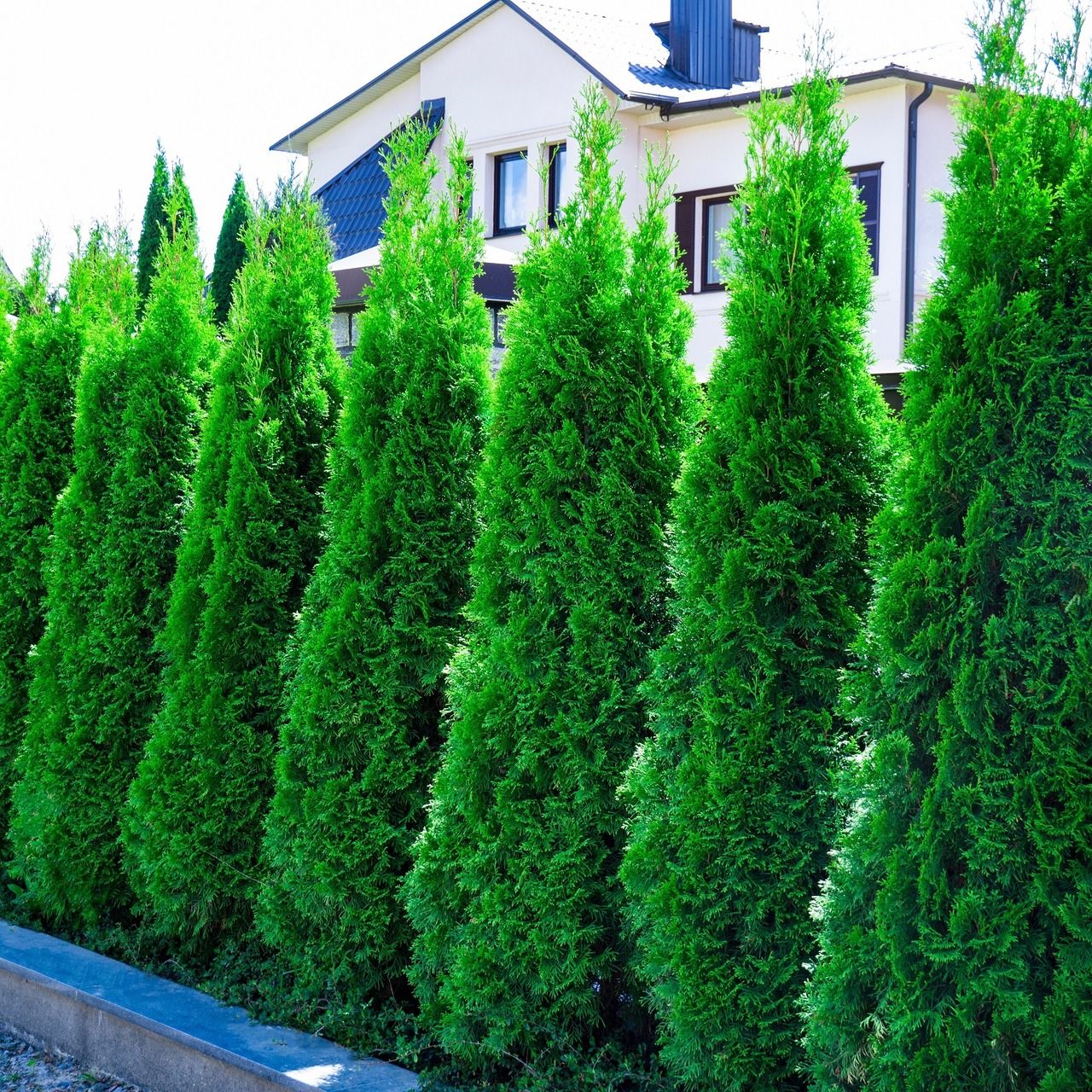 Buy Thuja Occidentalis Smaragd Emerald Green Arborvitae Tree Pot