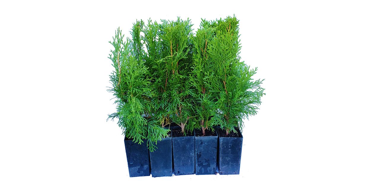 Buy Thuja occidentalis 'Smaragd' Emerald Green Arborvitae Tree Pot ...