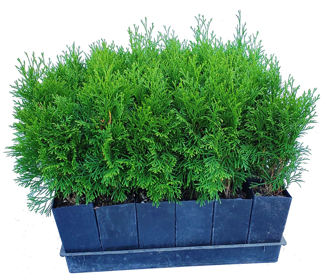 Buy Thuja occidentalis 'Smaragd' Emerald Green Arborvitae Tree Pot ...