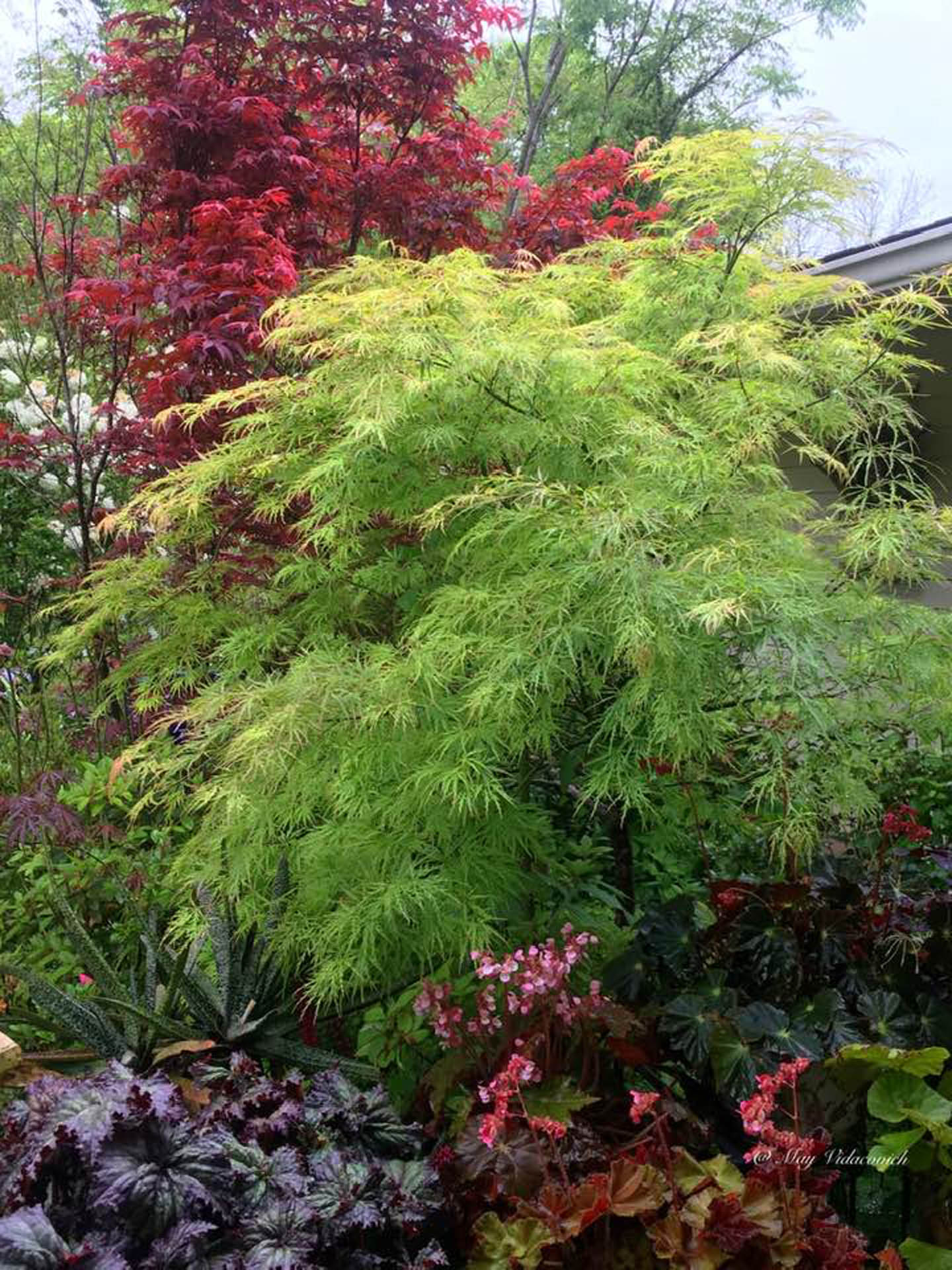 Buy Acer Palmatum Viridis Japanese Maple Conifer Kingdom 