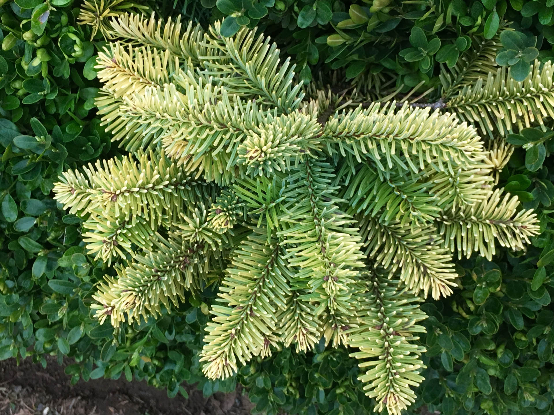 Yellow & Purple Conifer for Sale | Conifer Kingdom