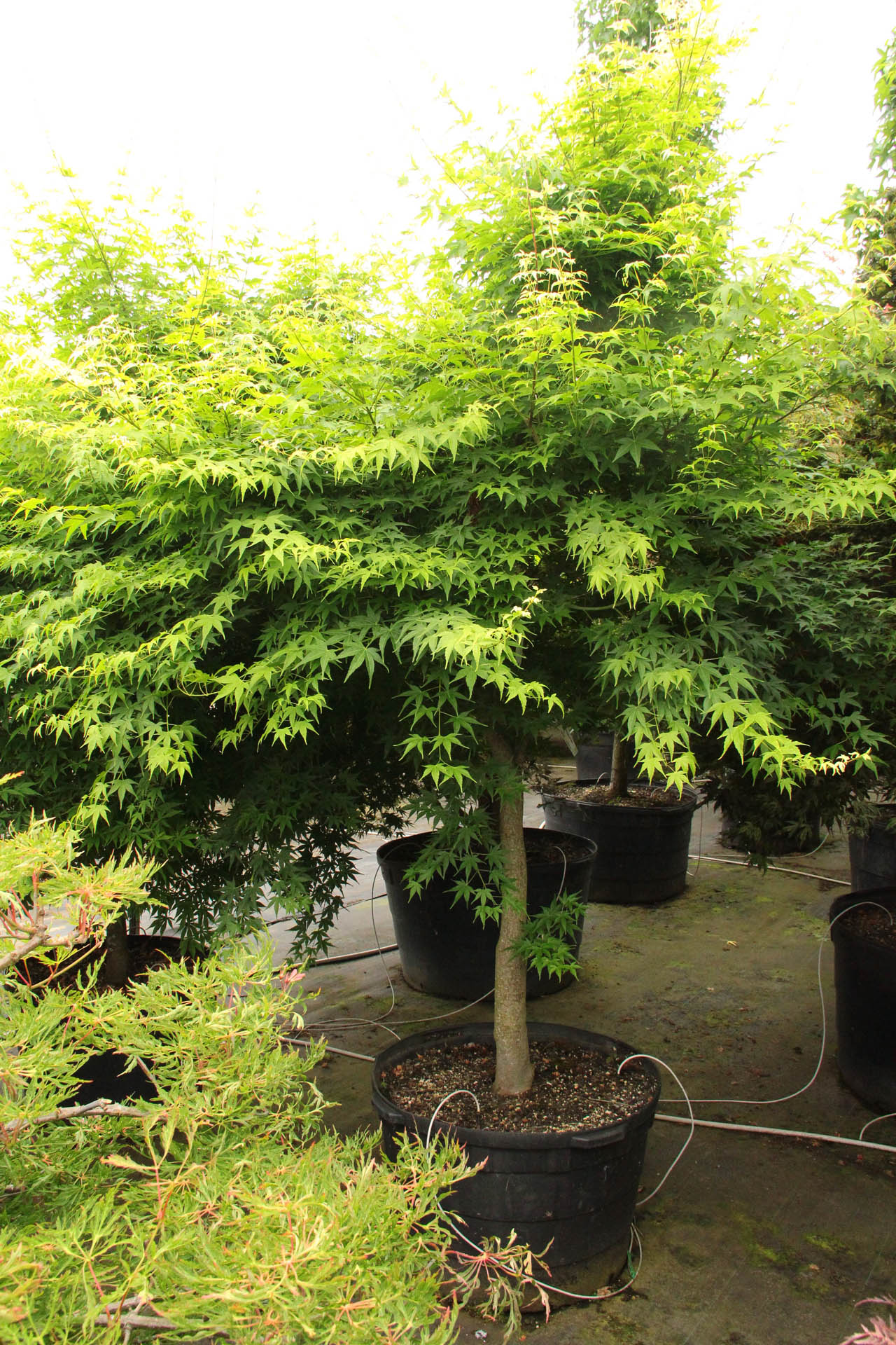 Buy Acer palmatum 'Aoyagi' Specimen 1931 | Conifer Kingdom