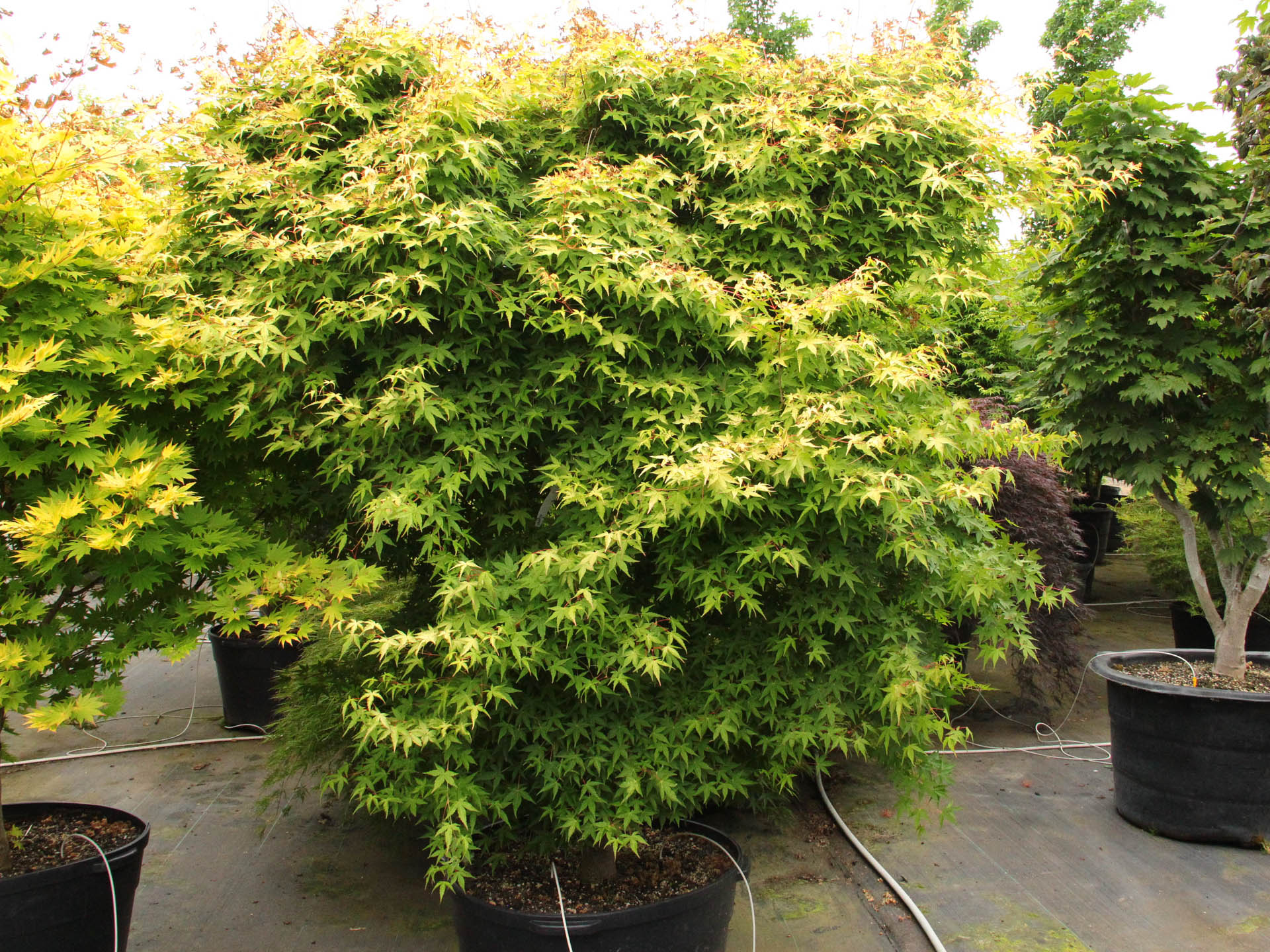 Acer palmatum 'Olsen's Frosted Strawberry' Japanese Maple | Conifer Kingdom