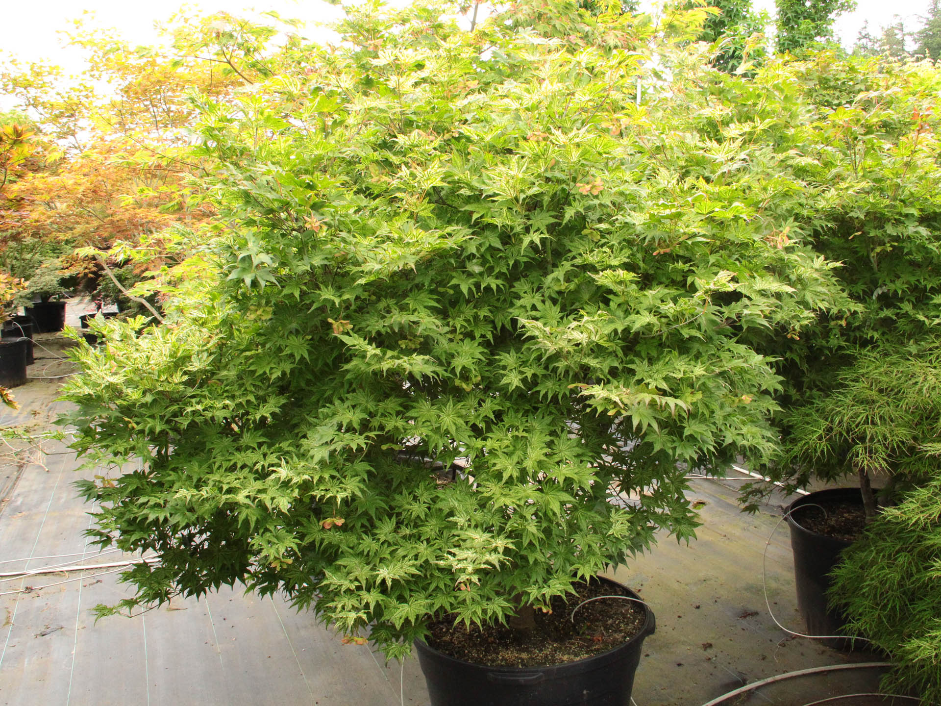 Buy Acer palmatum 'Peaches and Cream' Specimen 1958 | Conifer Kingdom