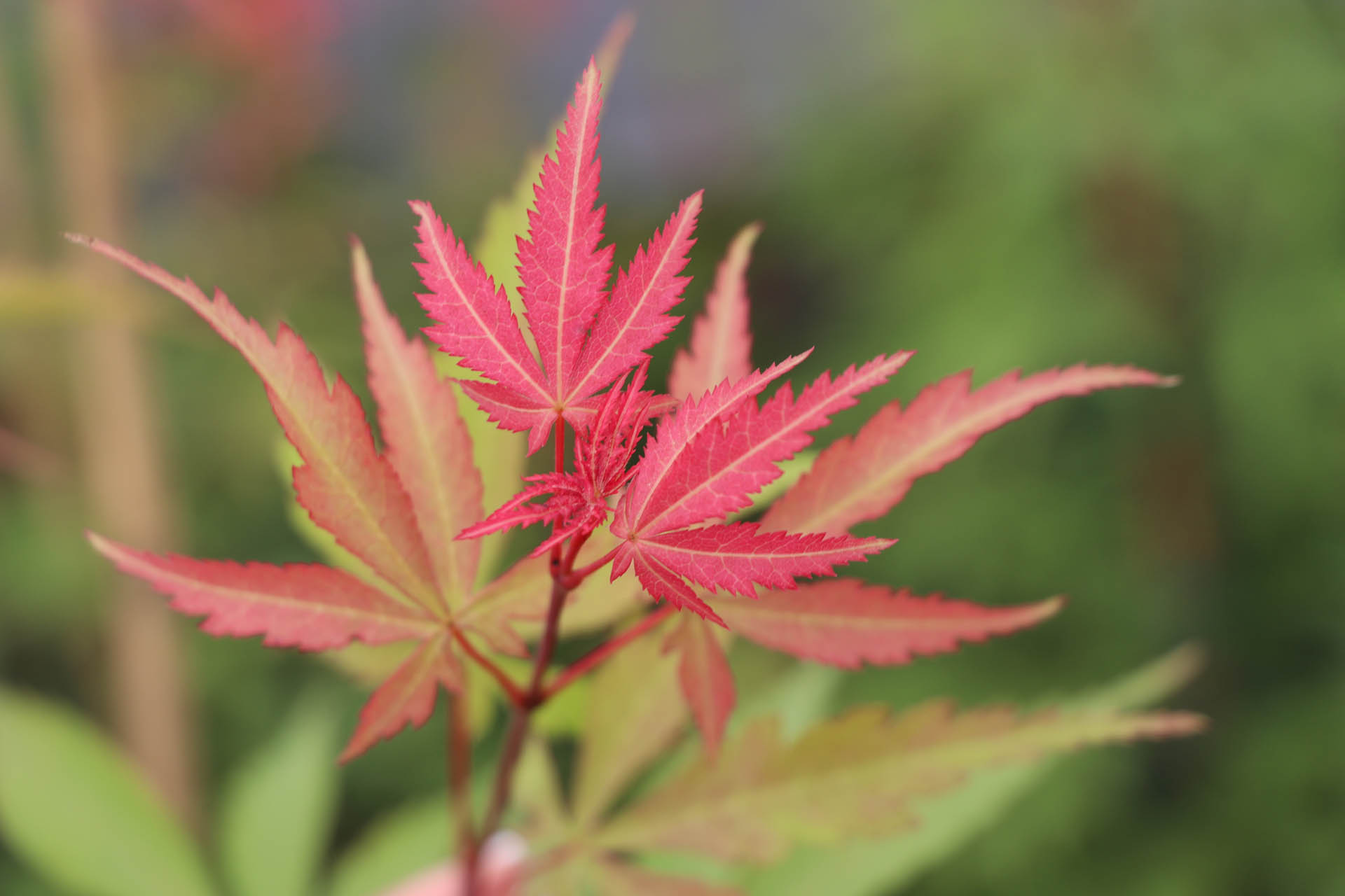 buy-acer-palmatum-wakehurst-pink-wakehurst-pink-japanese-maple-conifer-kingdom