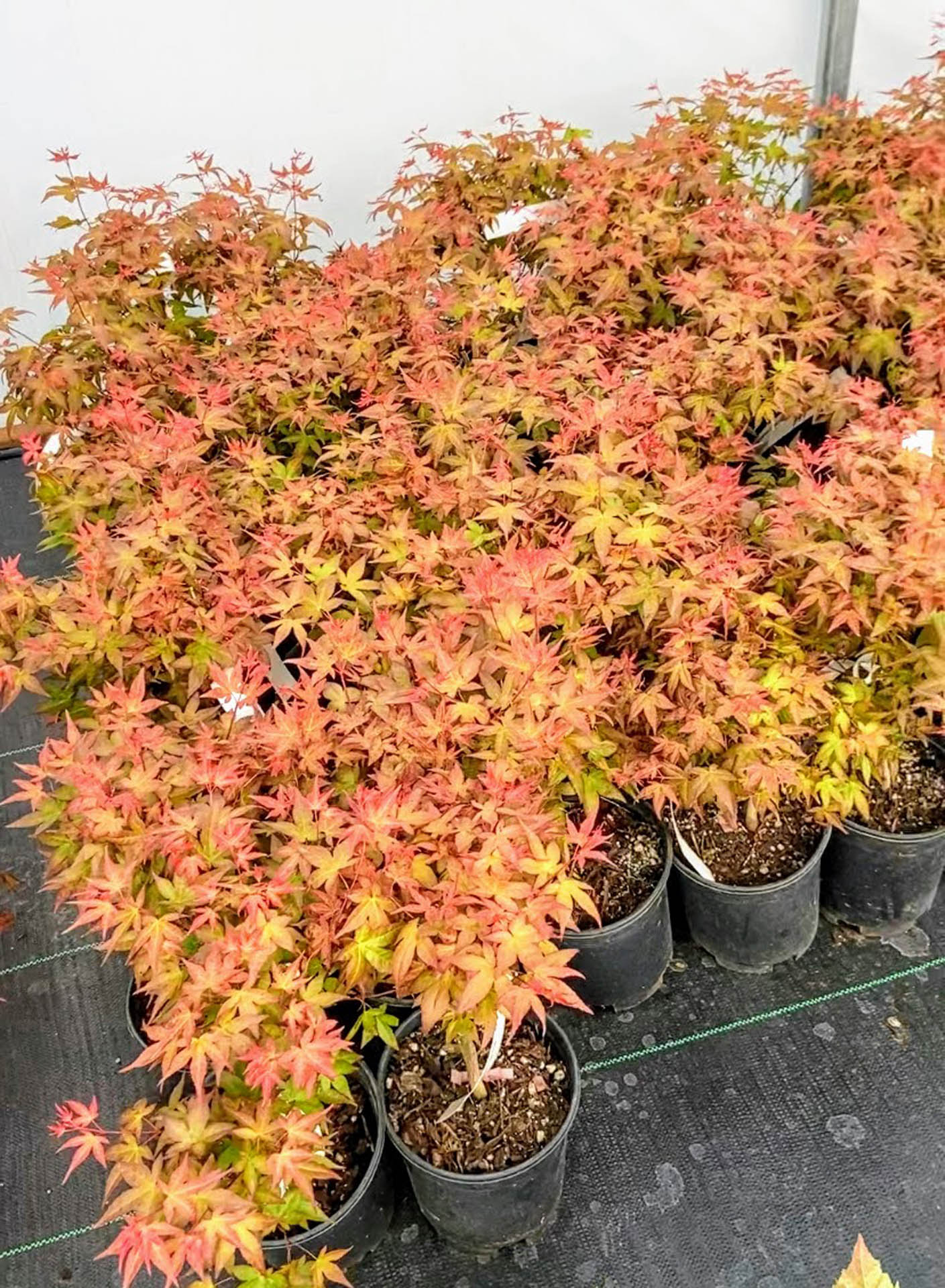 Buy Acer Palmatum Beni Hime Japanese Maple Conifer Kingdom