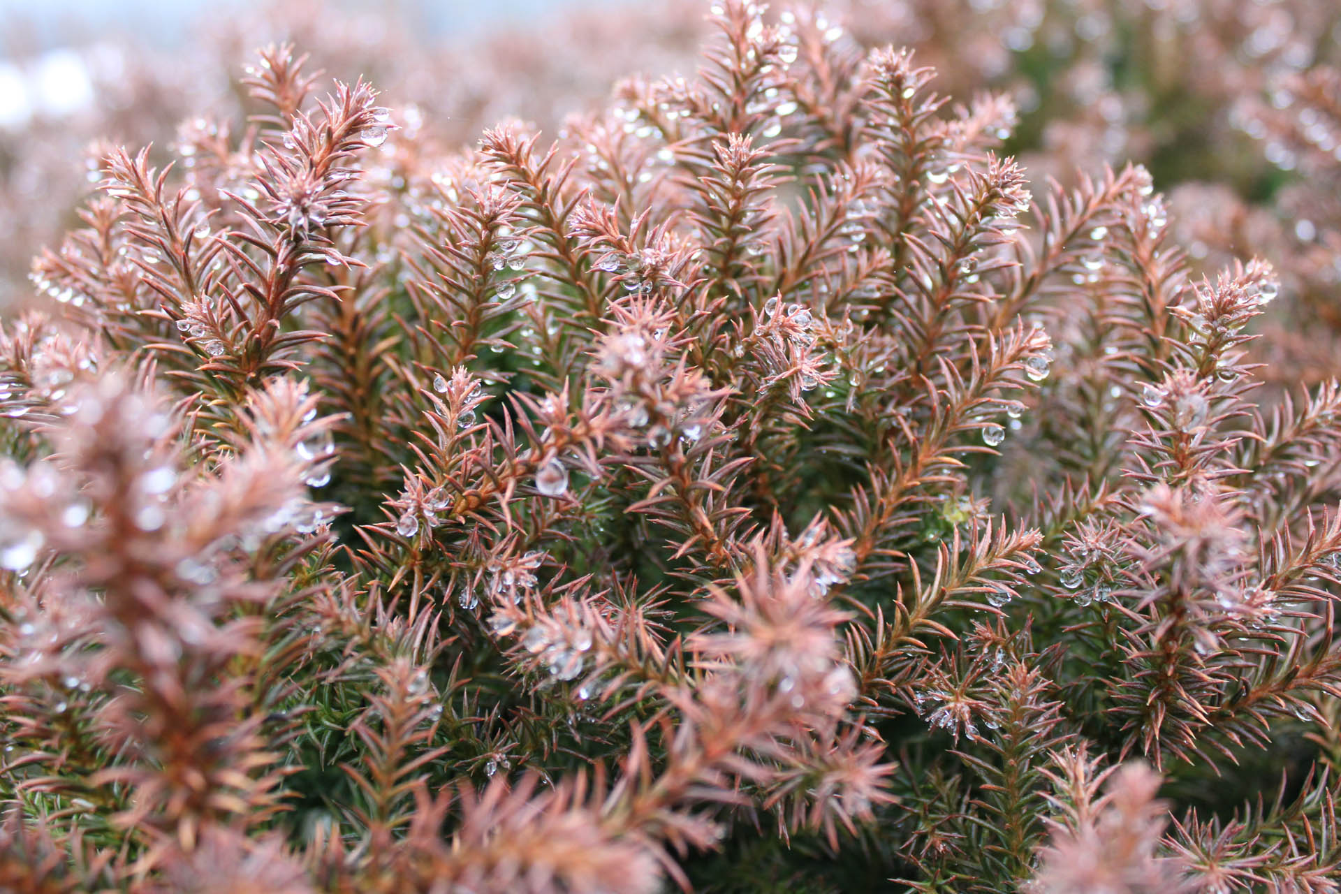 Cryptomeria Globosa Nana Japanese Cedar Dwarf Evergre - vrogue.co