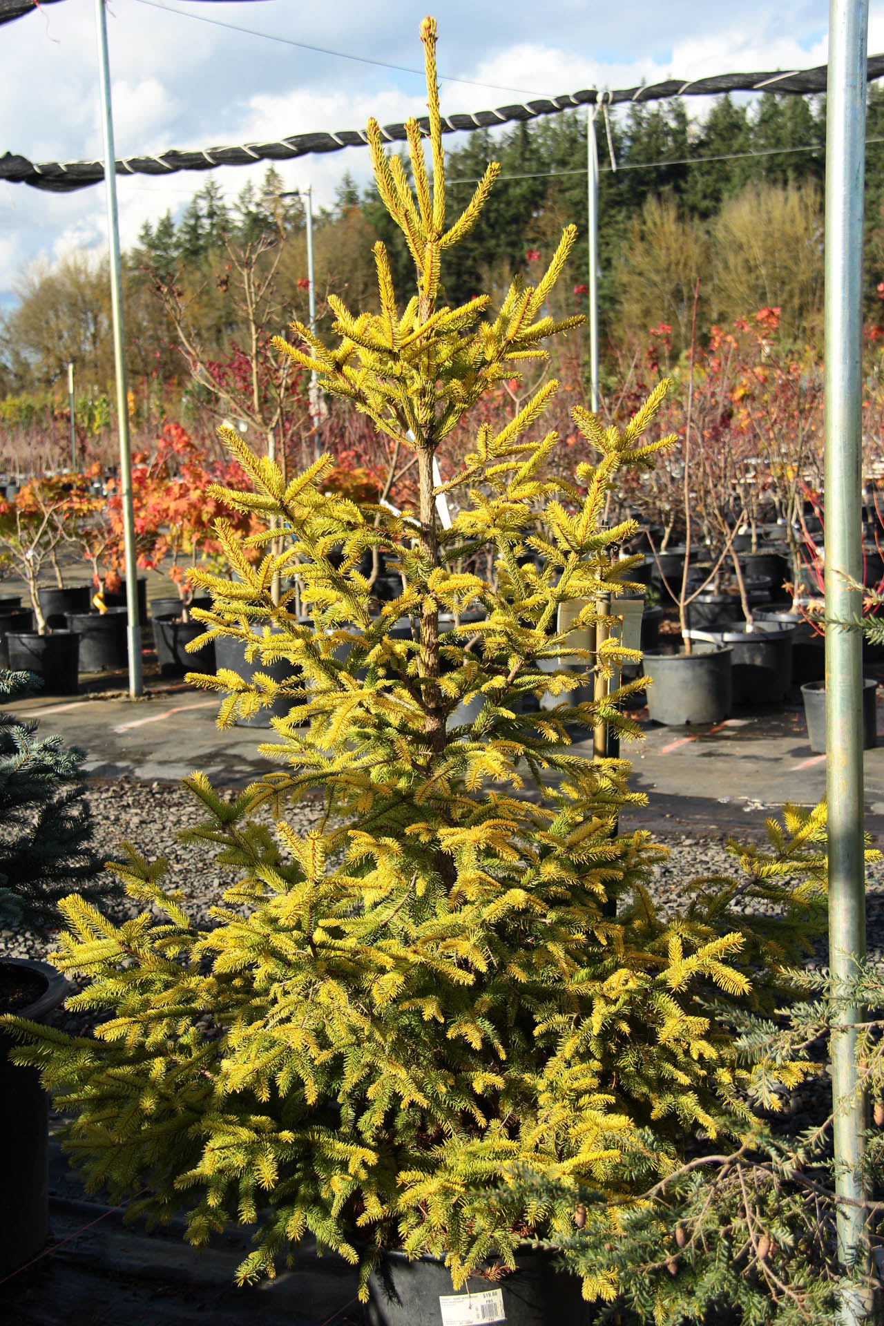 Buy Picea Abies 'Aurea Magnifica'Norway Spruce | Conifer Kingdom