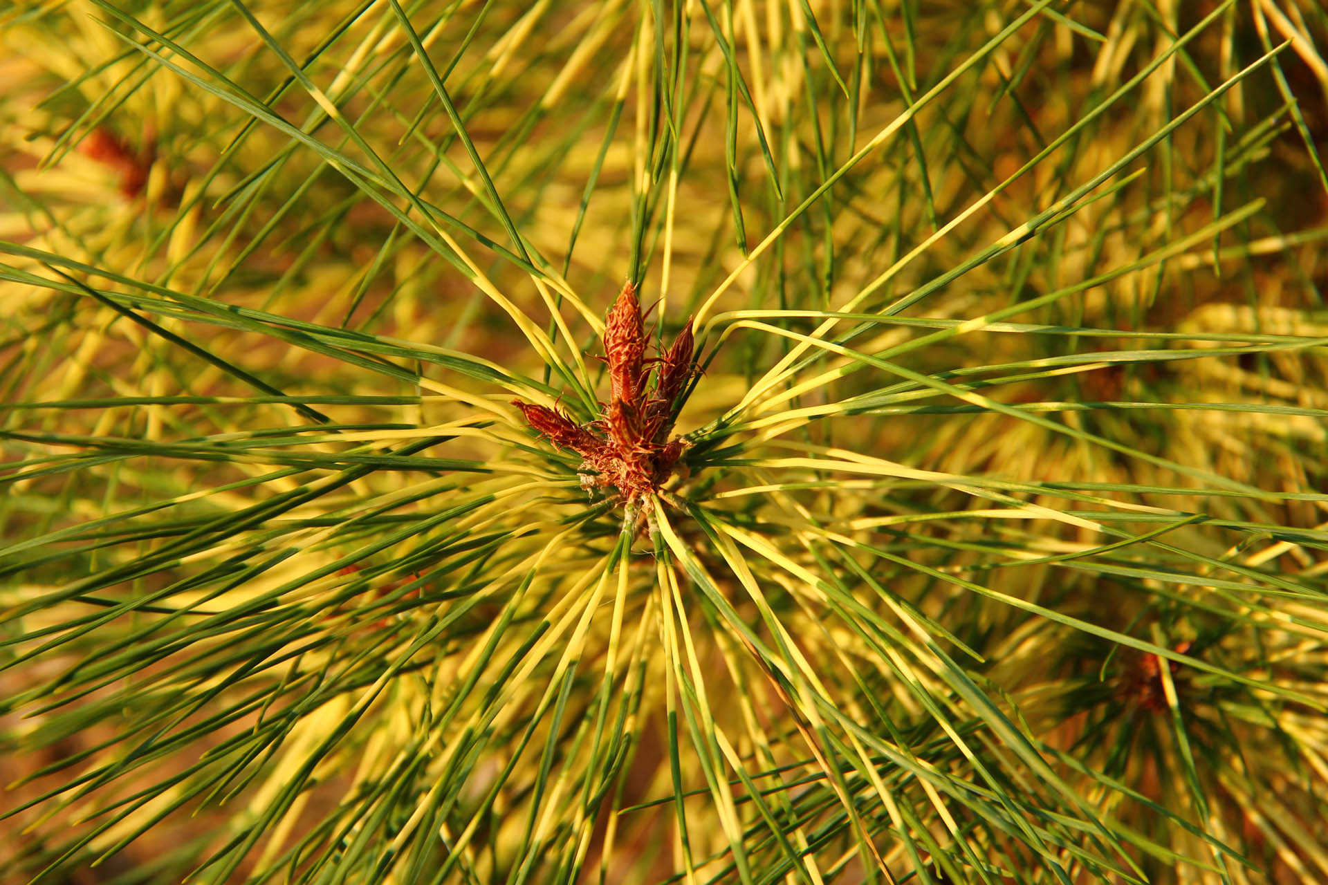 Buy Pinus densiflora ‘Golden Ghost’Japanese Red Pine | Conifer Kingdom