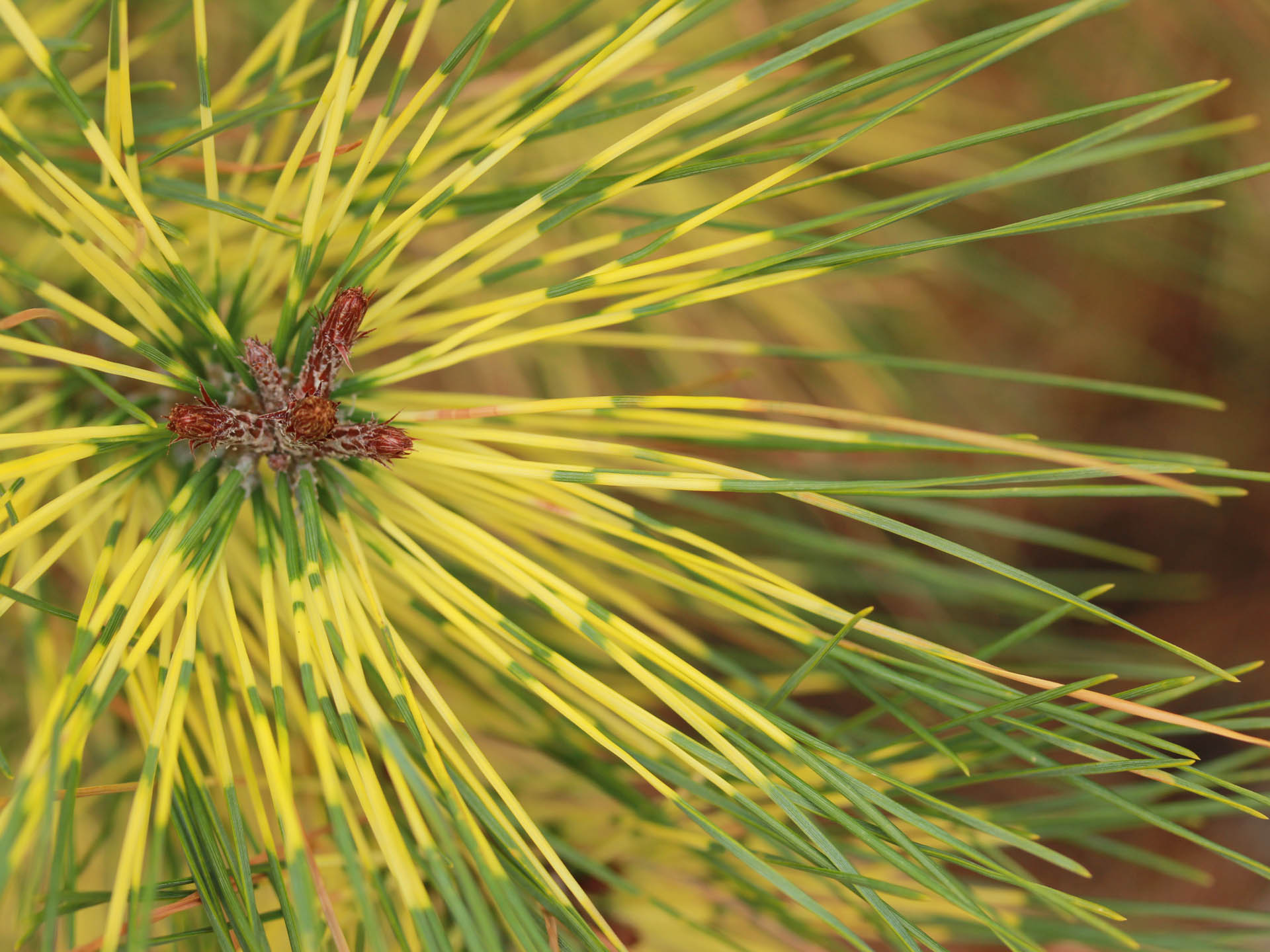 Buy Pinus densiflora ‘Golden Ghost’Japanese Red Pine | Conifer Kingdom