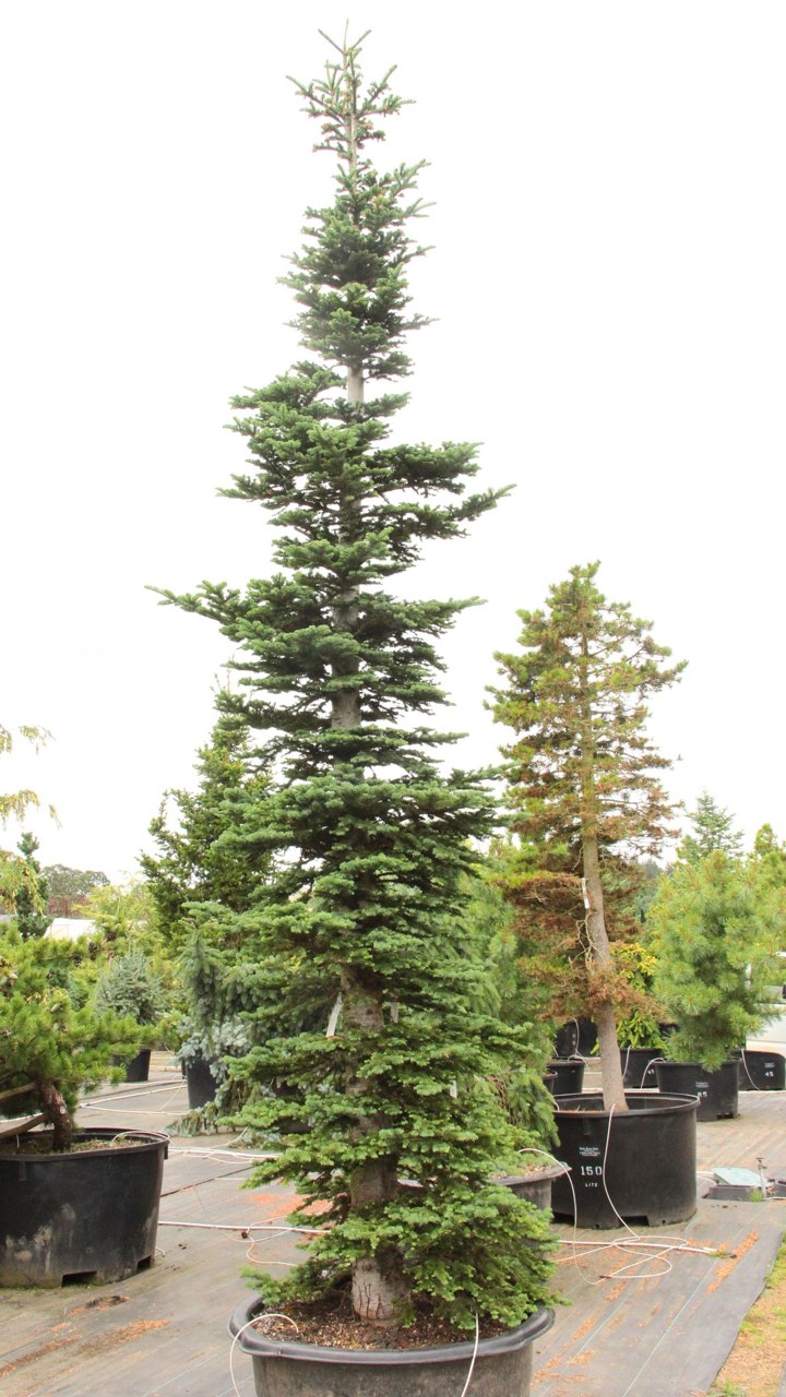 Trophy Trees | Exceptional Specimens | Conifer Kingdom