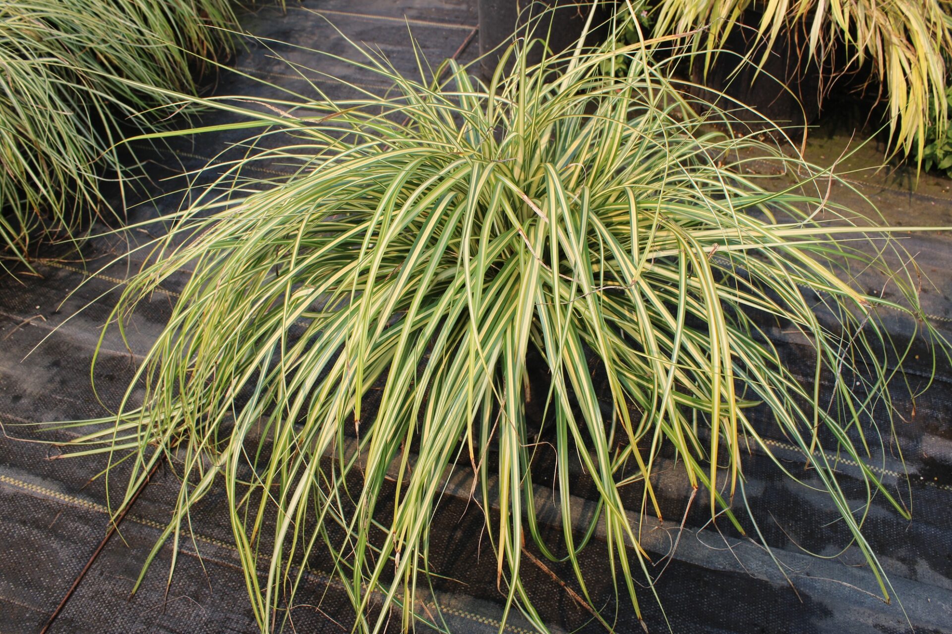 Buy Carex oshimensis 'Evergold'Japanese Sedge Grass | Conifer Kingdom