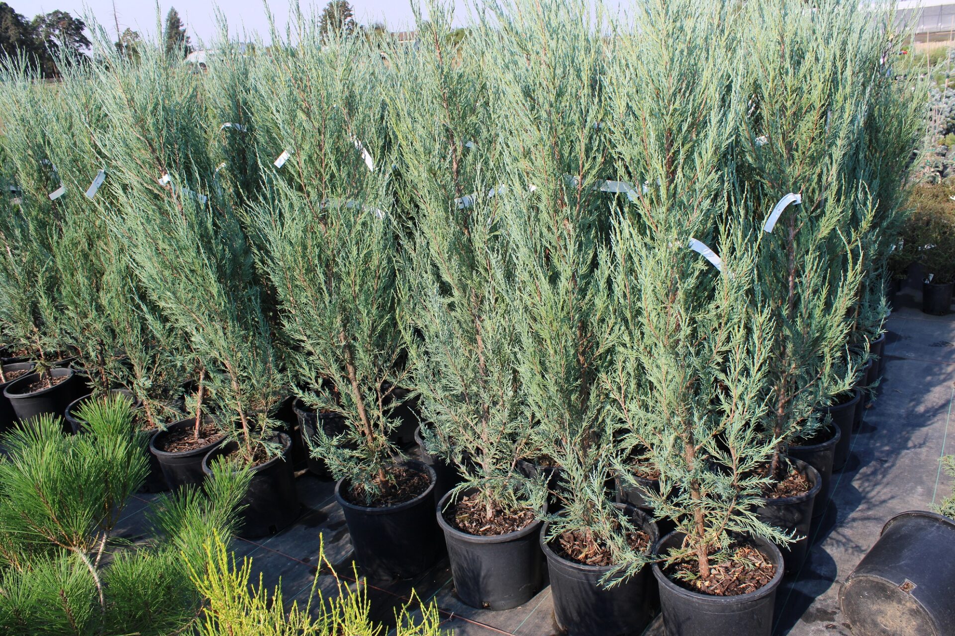 skyrocket juniper growth rate