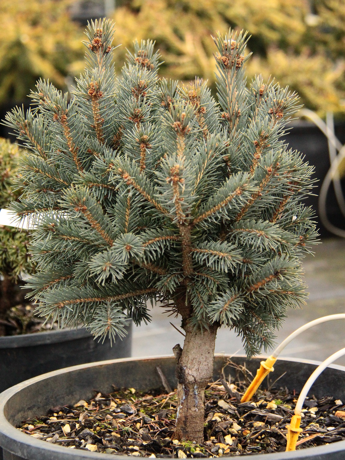 Buy Picea engelmannii 'Troll'Engelmann Spruce | Conifer Kingdom