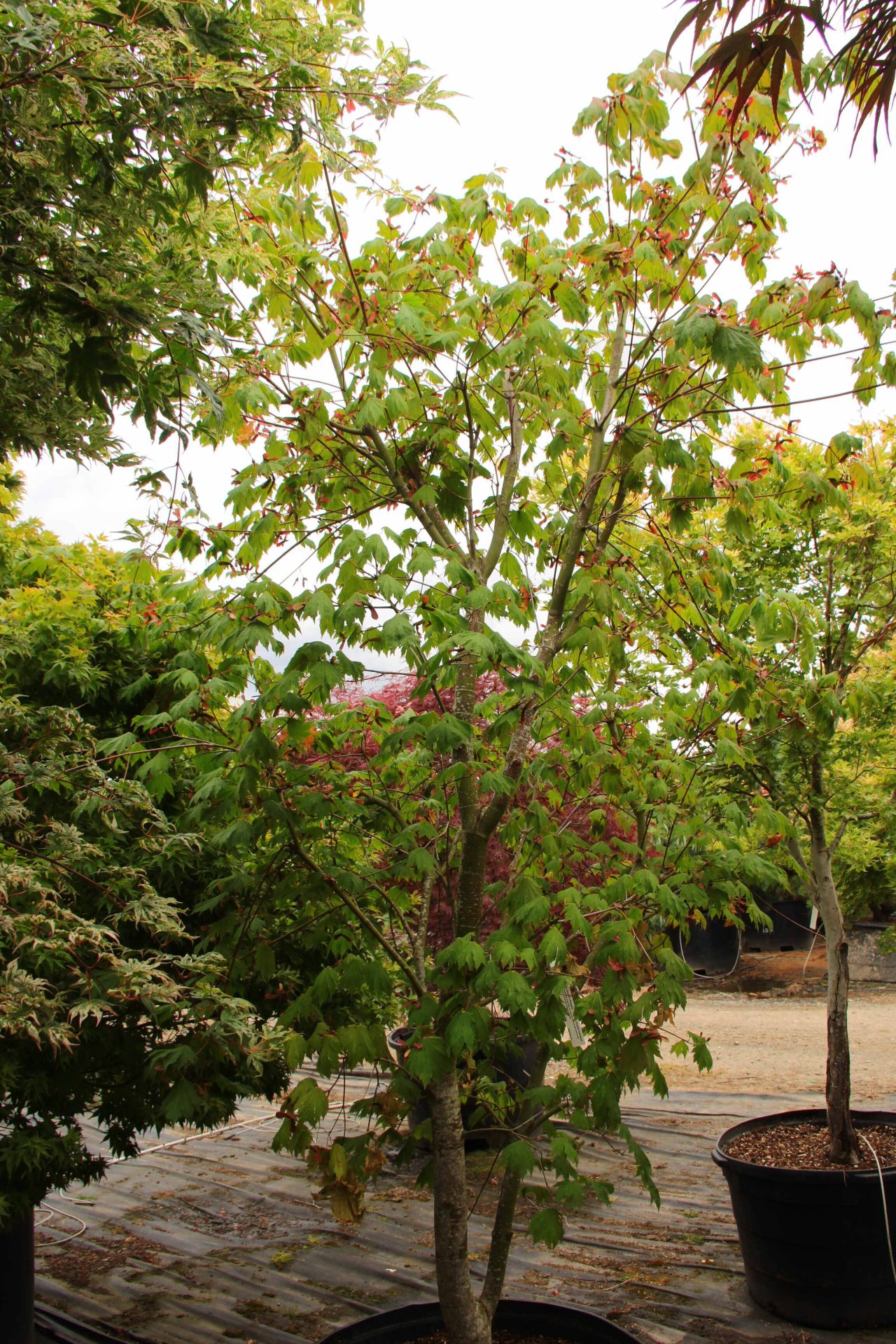 Acer japonicum 'Emmett's Pumpkin' Specimen 2153 | Conifer Kingdom