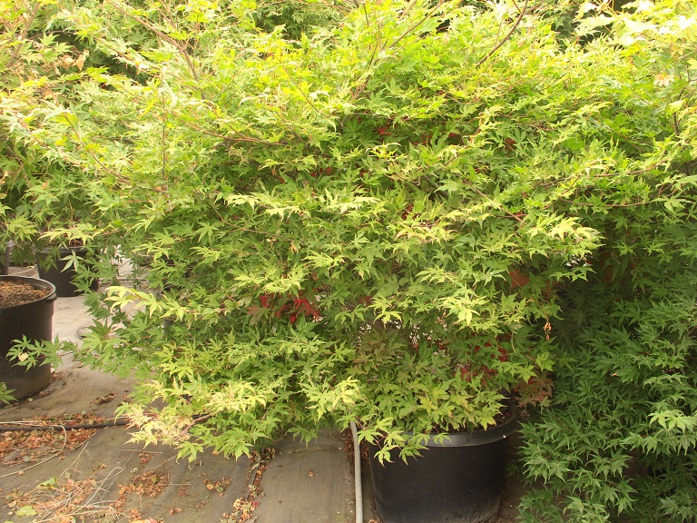 Acer palmatum ‘Aka shigitatsu sawa’ Specimen 2146 | Conifer Kingdom