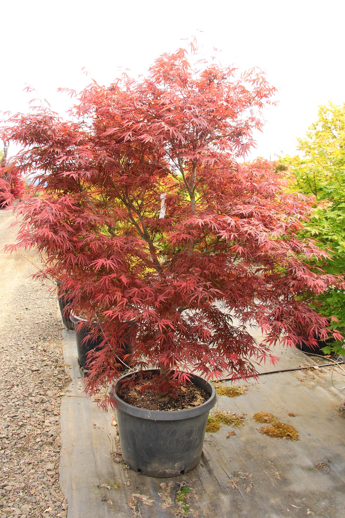 Dwarf Japanese Maple Trees For Sale | Conifer Kingdom