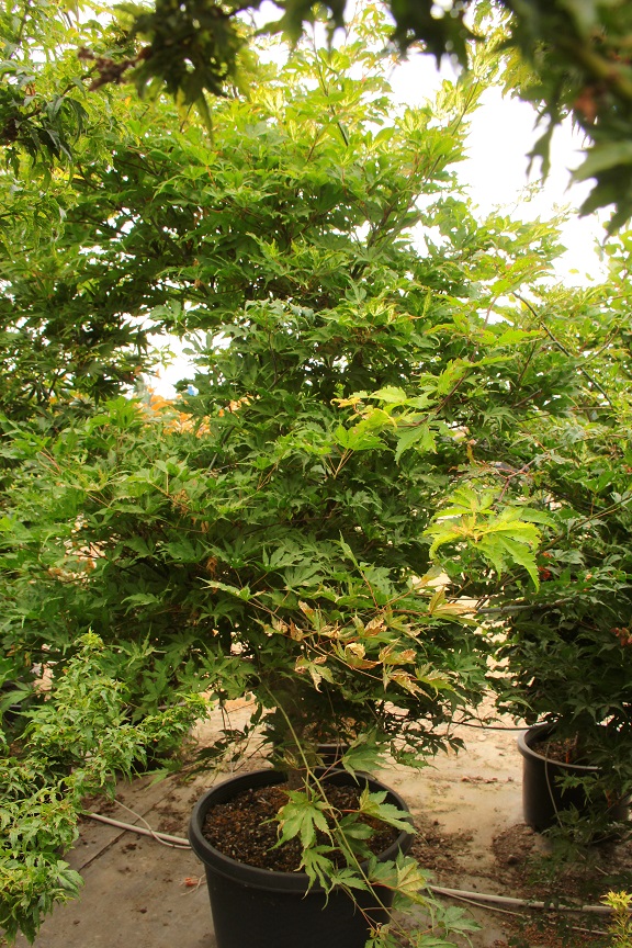 Acer Palmatum 'ilarian' Japanese Maple | informacionpublica.svet.gob.gt