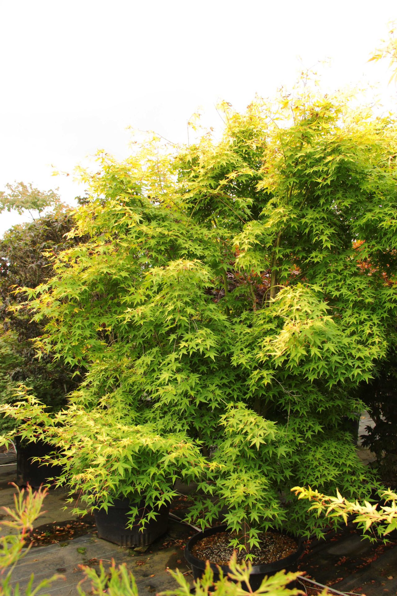 Buy Acer palmatum 'Mizuho beni' Specimen 2137 | Conifer Kingdom