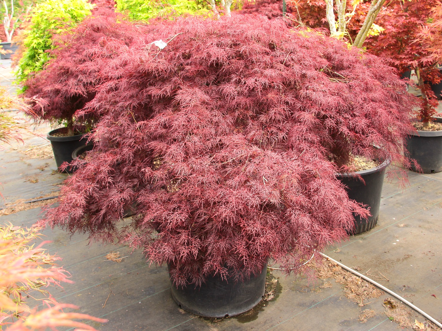 Pinus mugo 'Sunshine' Mugo Pine | Conifer Kingdom