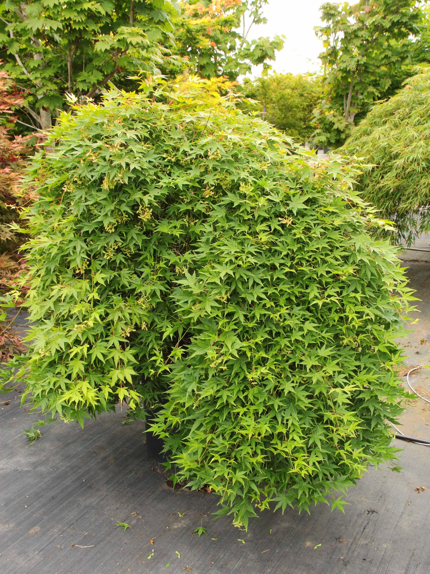 Buy Acer palmatum 'Ryu sei' 24