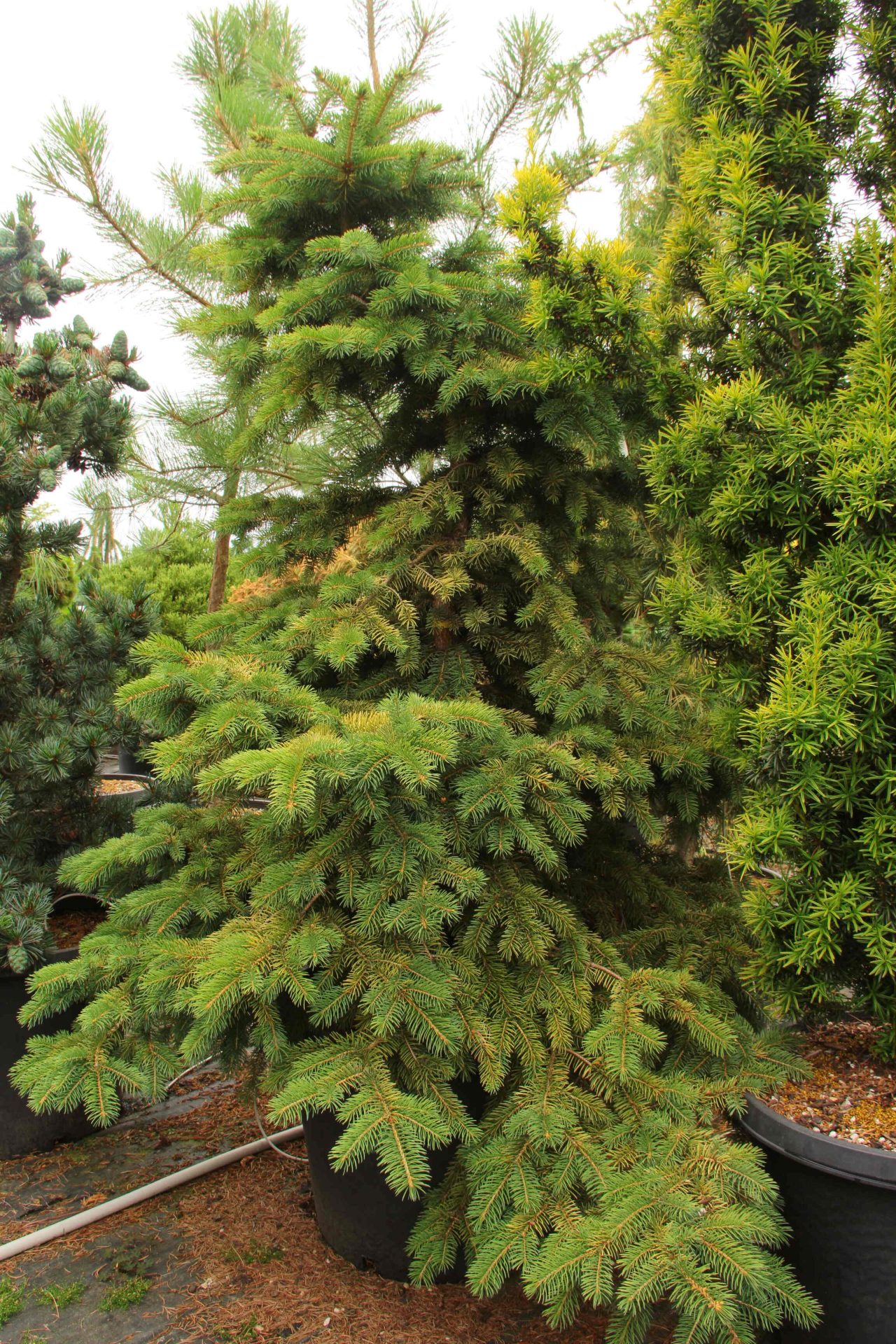 Picea pungens 'Stanley's Gold' Specimen 1899 | Conifer Kingdom