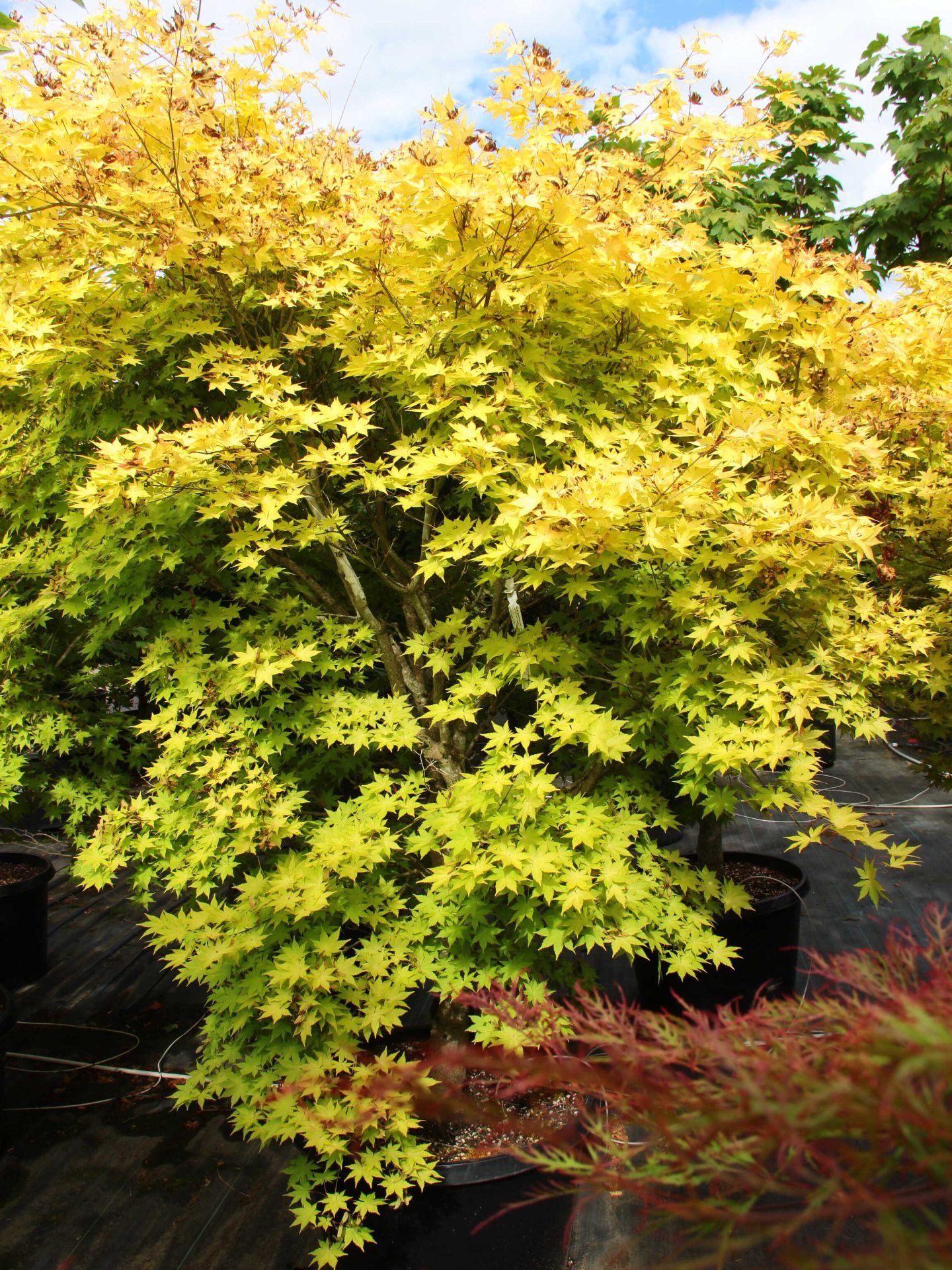 Acer palmatum 'Summer Gold' Specimen 2202 | Conifer Kingdom