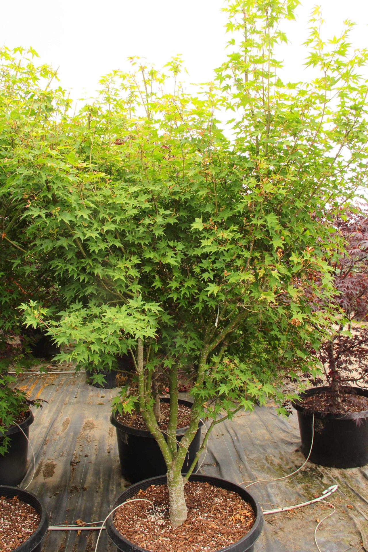 Acer palmatum 'Ueno yama' Specimen 2197 | Conifer Kingdom