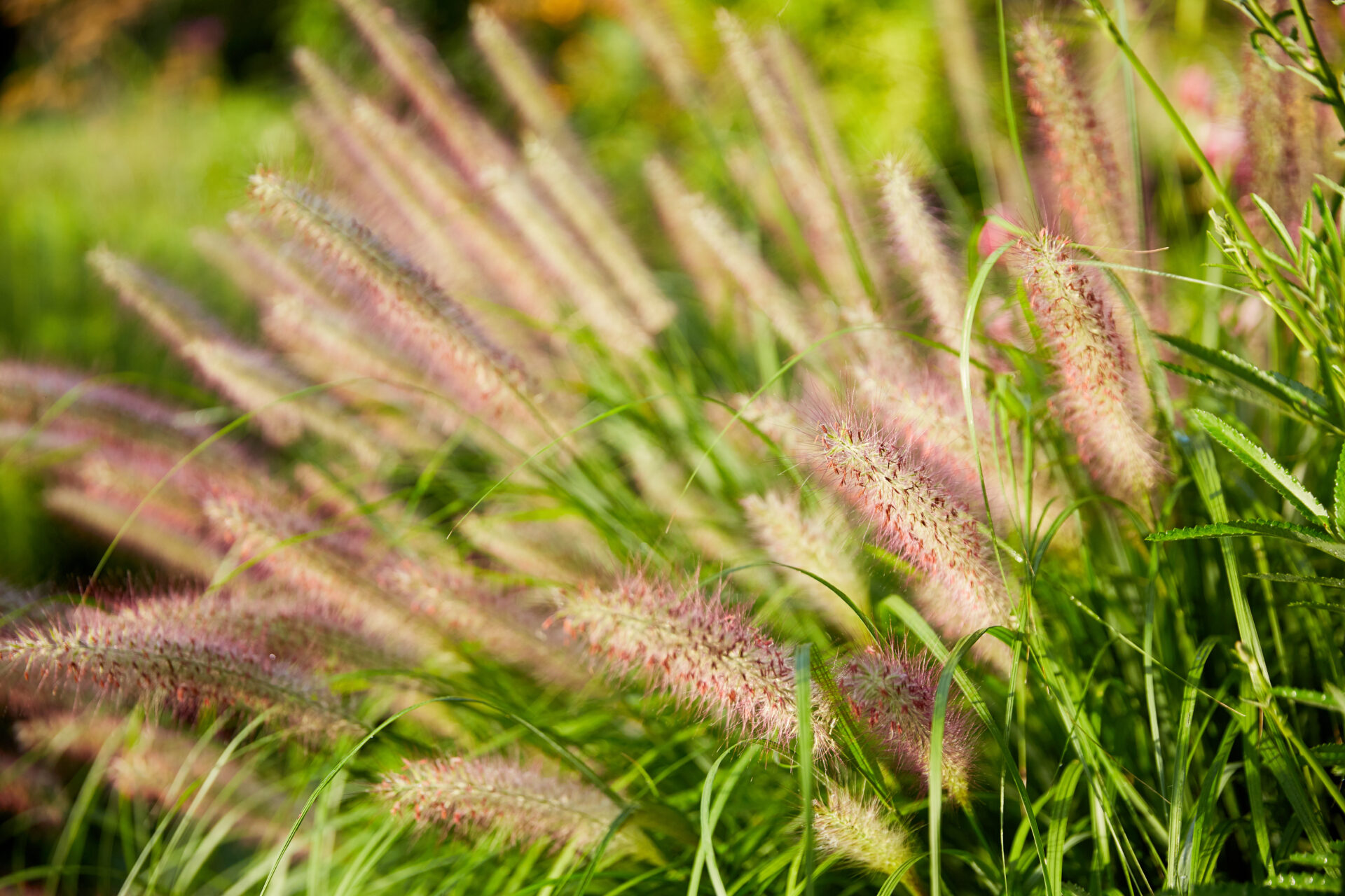 'Foxtrot' Fountain Grass | Conifer Kingdom