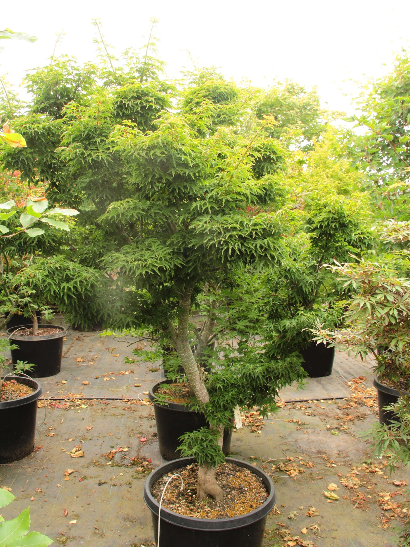 Acer palmatum 'O jishi' Specimen 2148 | Conifer Kingdom