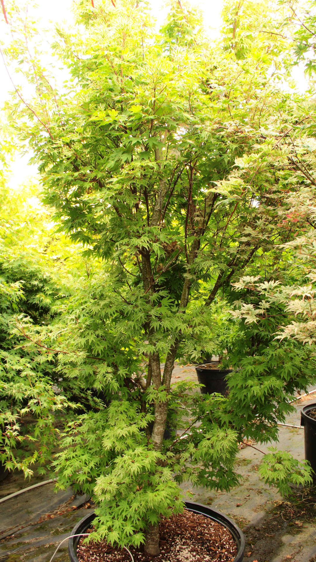 'Yama nishiki' ('Snow Peak') Specimen 2094 | Conifer Kingdom