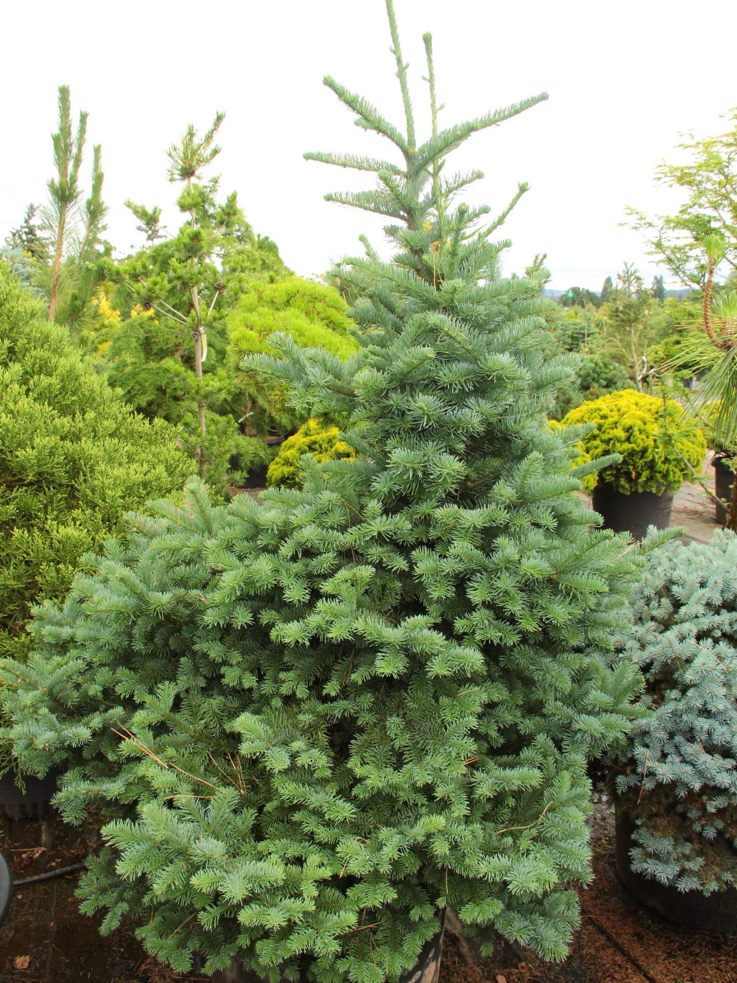 Abies procera 'Bizarro' Specimen 2016 | Conifer Kingdom