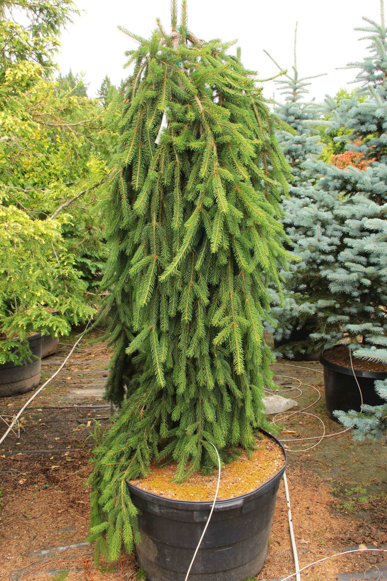 Picea abies 'Susan' Specimen 2175 | Conifer Kingdom