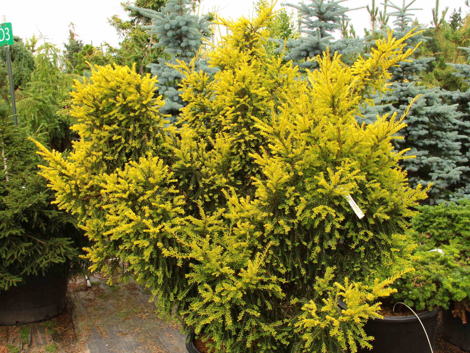 Taxus baccata 'Adpressa Aurea' Specimen 2006 | Conifer Kingdom